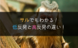 低反発と高反発マットレスの違い